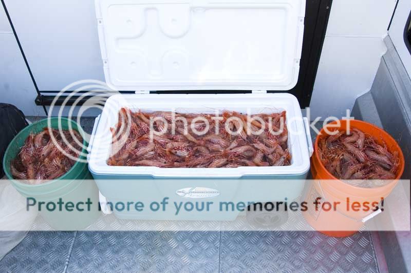 Shrimp Pot Pullers Club Sea Ray