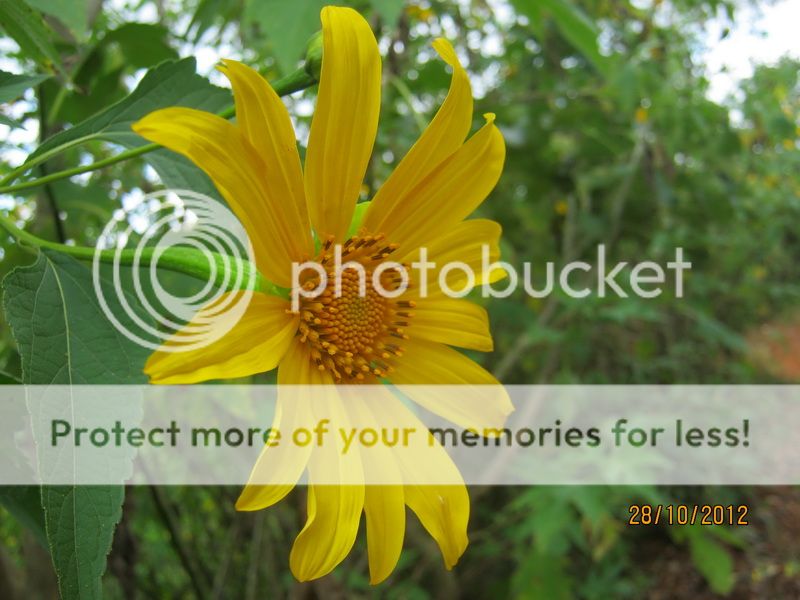 Nghẹt một bên mũi, làm sao đây các bác? - 2