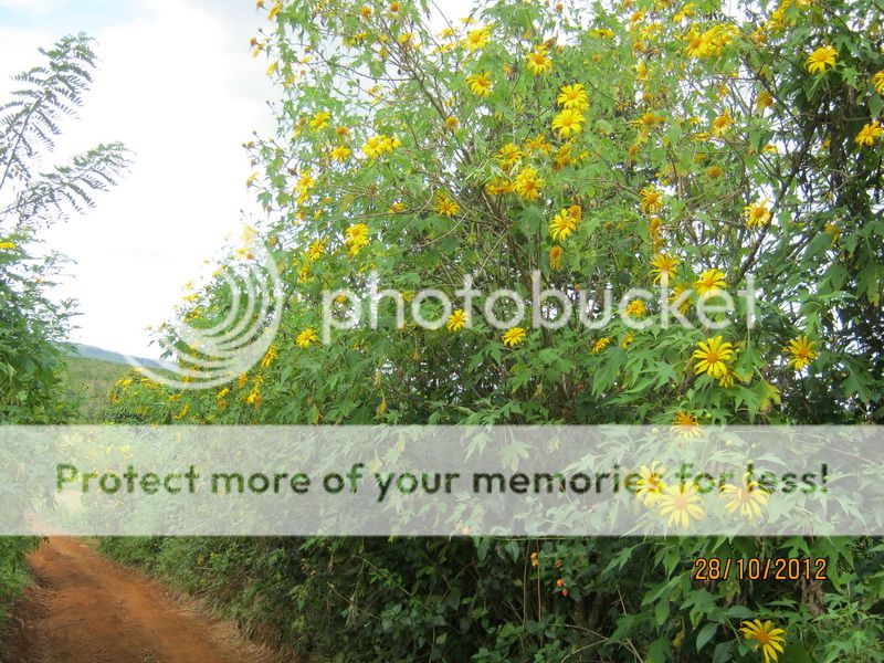 Nghẹt một bên mũi, làm sao đây các bác? - 1