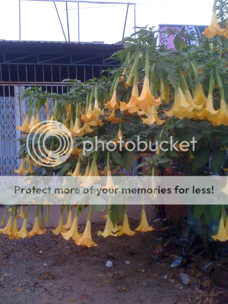 Xin Hỏi Hoa Gì đây - 1