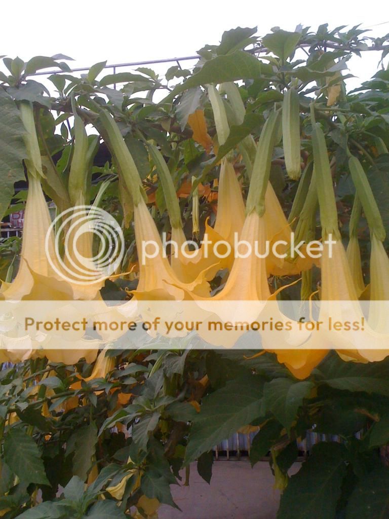 Xin Hỏi Hoa Gì đây - 2