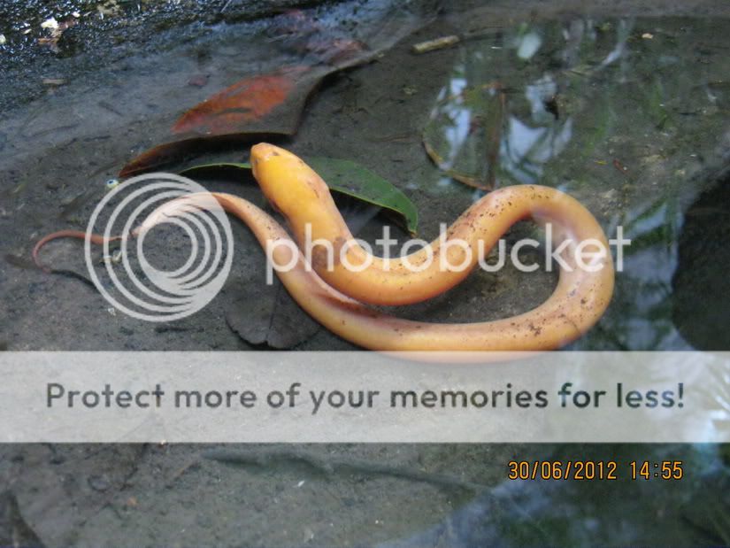 Ai có con lươn màu vàng giống vầy không? - 6