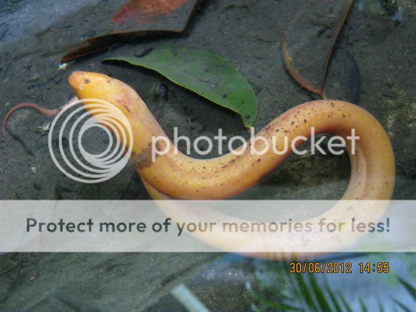 Ai có con lươn màu vàng giống vầy không? - 5