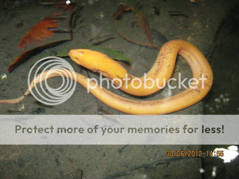 Ai có con lươn màu vàng giống vầy không? - 4