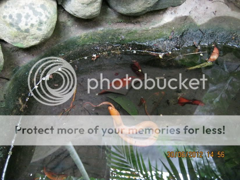 Ai có con lươn màu vàng giống vầy không? - 3