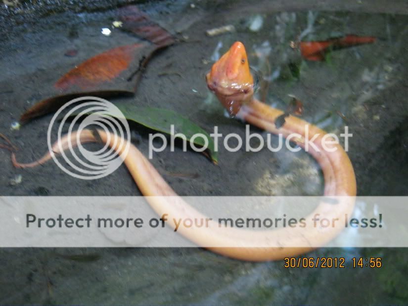 Ai có con lươn màu vàng giống vầy không? - 1