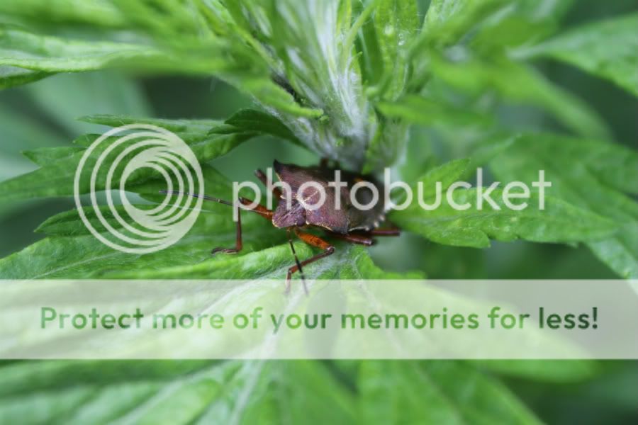 Fotografie