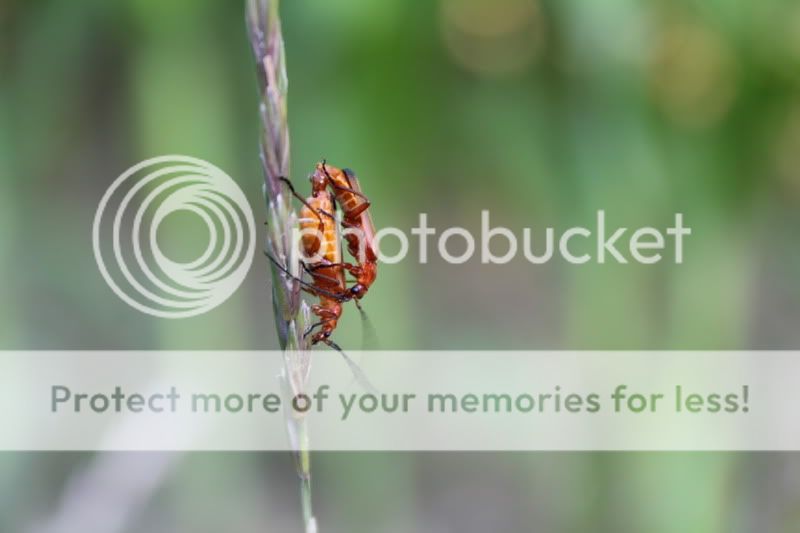 Fotografie