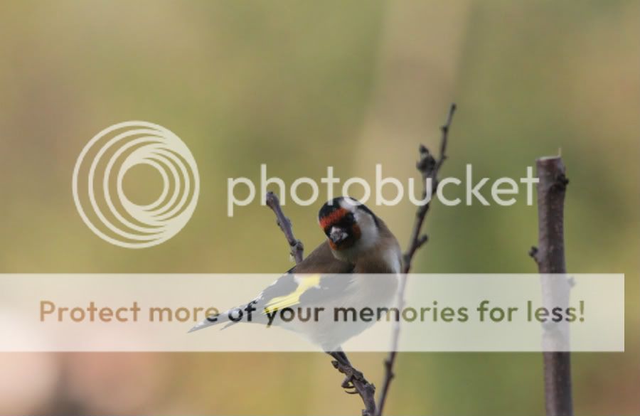 Fotografie