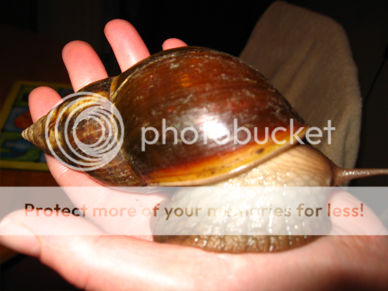 How is my Giant African Land Snail laying eggs? Page 3 The Student Room